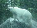 zoo 033